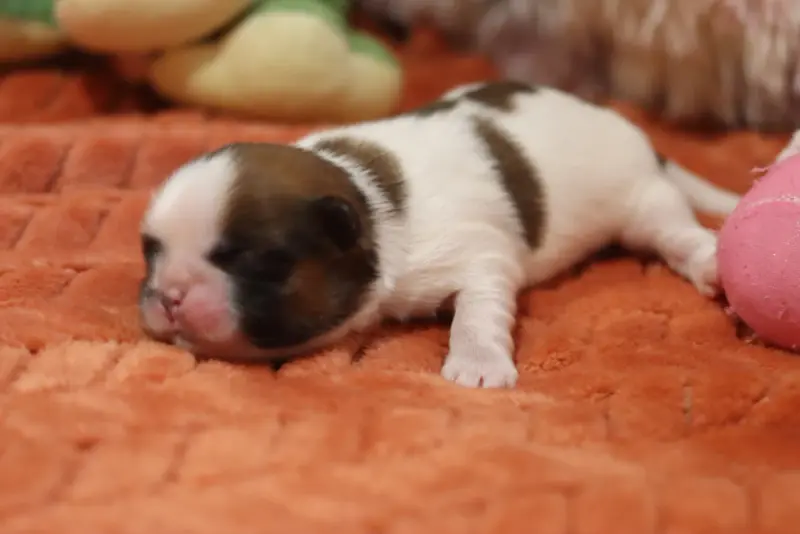 Portée de Shih tzu, élevage De la Ferme des Mottes