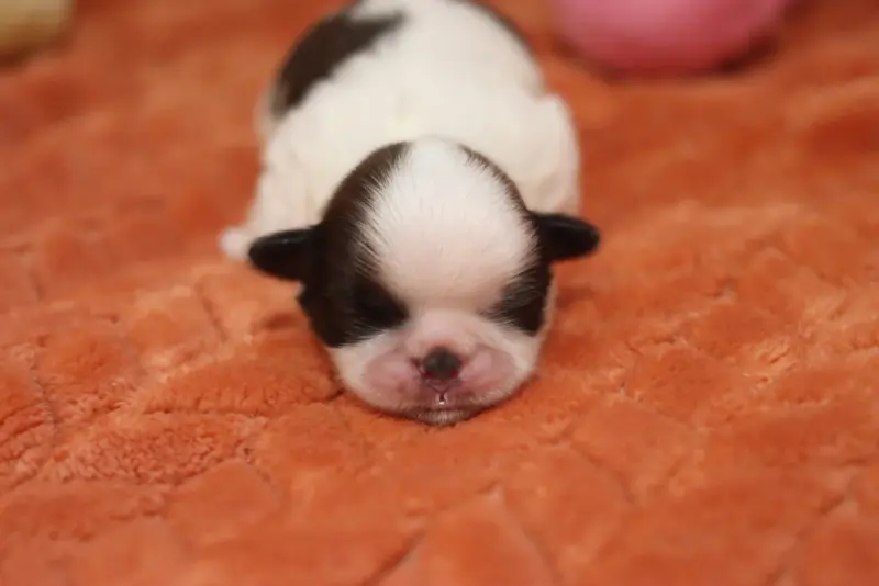 Beyonce, Shih tzu, élevage De la Ferme des Mottes