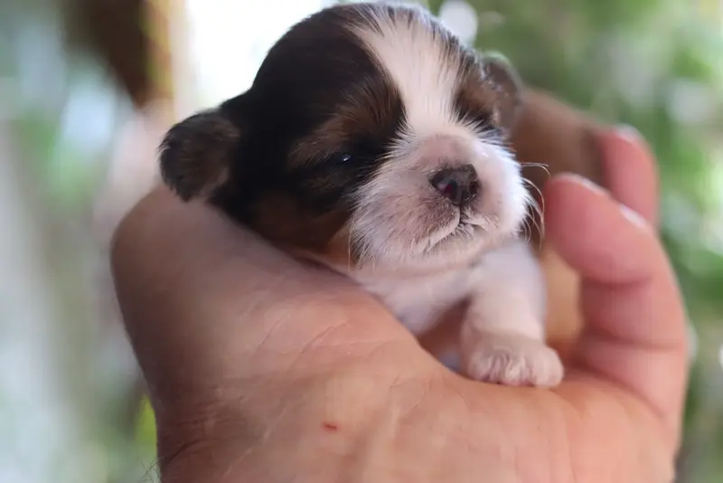Biscuit, Shih tzu, élevage De la Ferme des Mottes