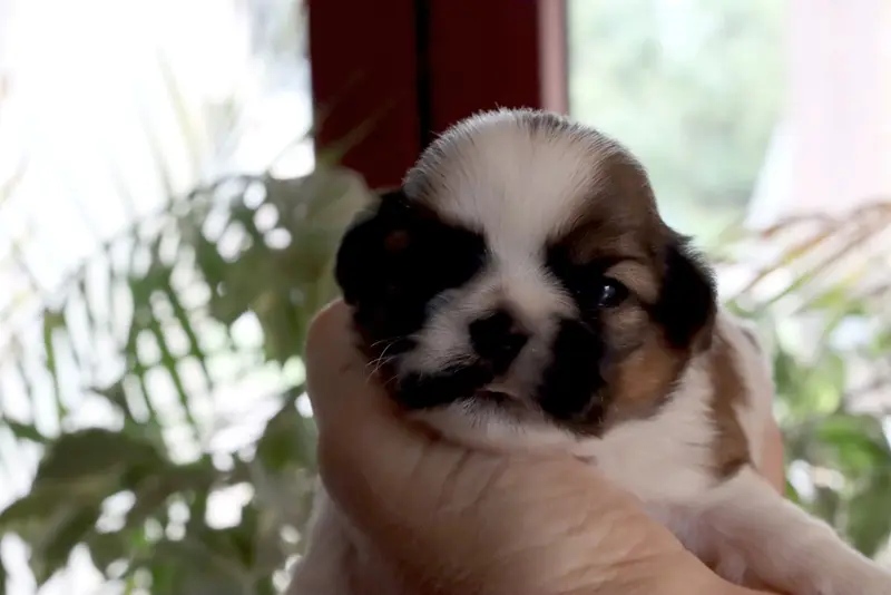 Portée de Shih tzu, élevage De la Ferme des Mottes