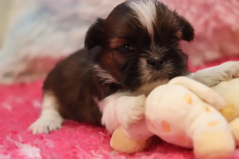 Brun, Shih tzu, élevage De la Ferme des Mottes