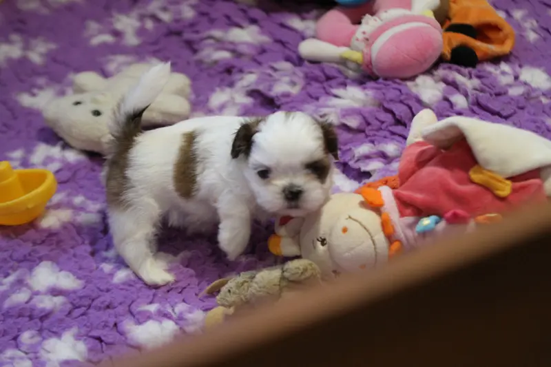 Portée de Shih tzu, élevage De la Ferme des Mottes