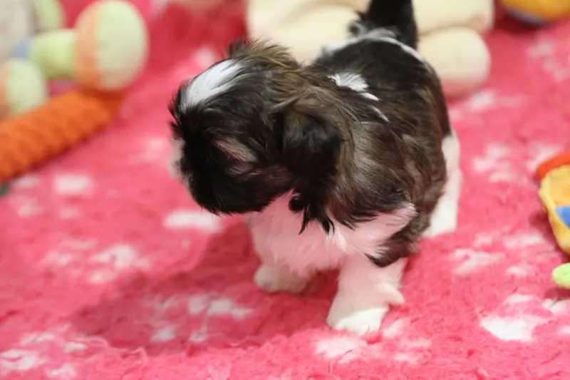 Portée de Shih tzu, élevage De la Ferme des Mottes