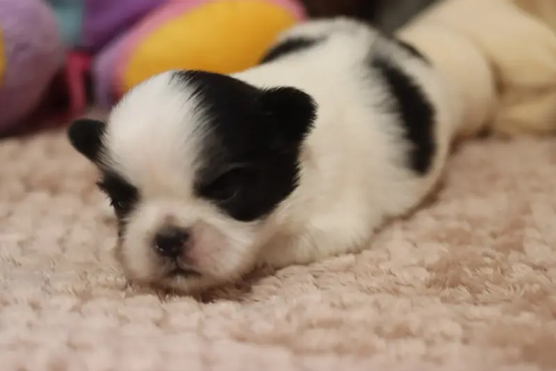 Portée de Shih tzu, élevage De la Ferme des Mottes