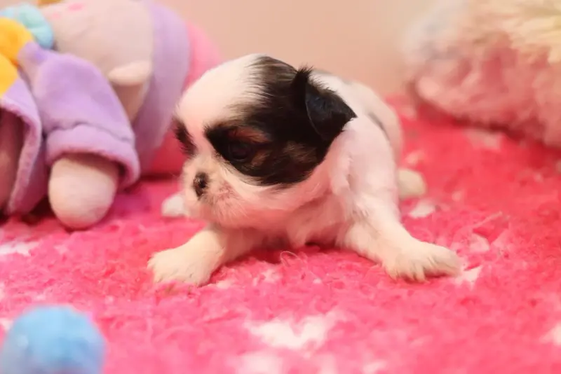 Portée de Shih tzu, élevage De la Ferme des Mottes