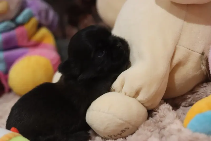 Portée de Shih tzu, élevage De la Ferme des Mottes