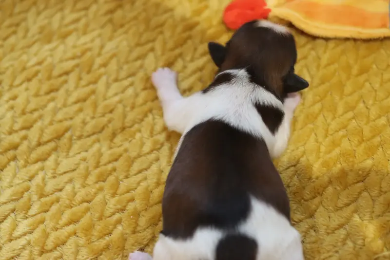 Portée de Shih tzu, élevage De la Ferme des Mottes