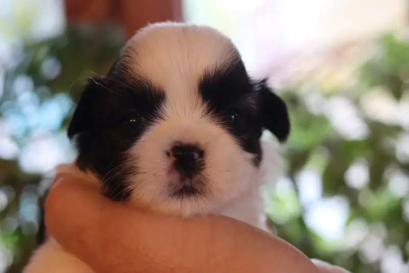 Portée de Shih tzu, élevage De la Ferme des Mottes