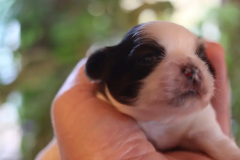 Portée de Shih tzu, élevage De la Ferme des Mottes