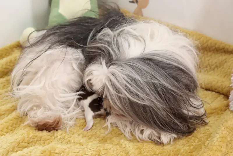 Portée de Shih tzu, élevage De la Ferme des Mottes