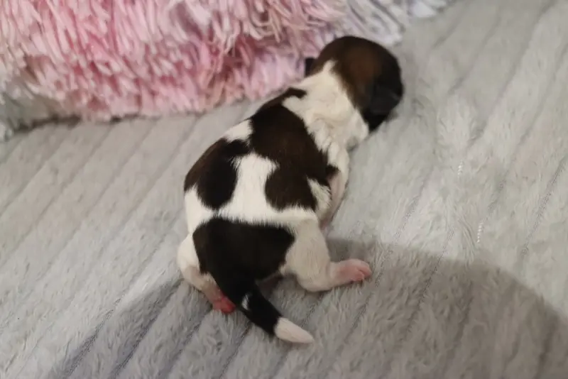 Portée de Shih tzu, élevage De la Ferme des Mottes