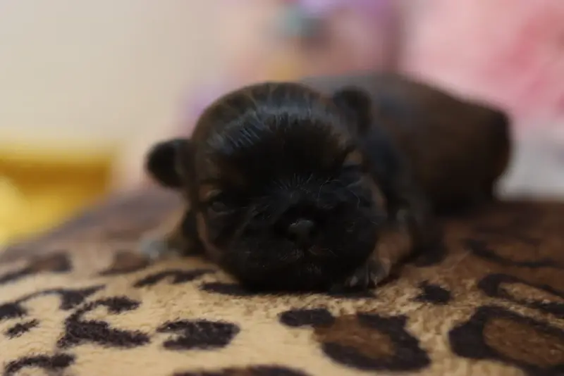 Portée de Shih tzu, élevage De la Ferme des Mottes
