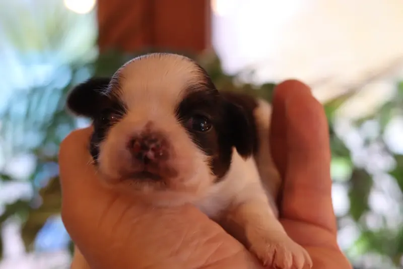 Portée de Shih tzu, élevage De la Ferme des Mottes