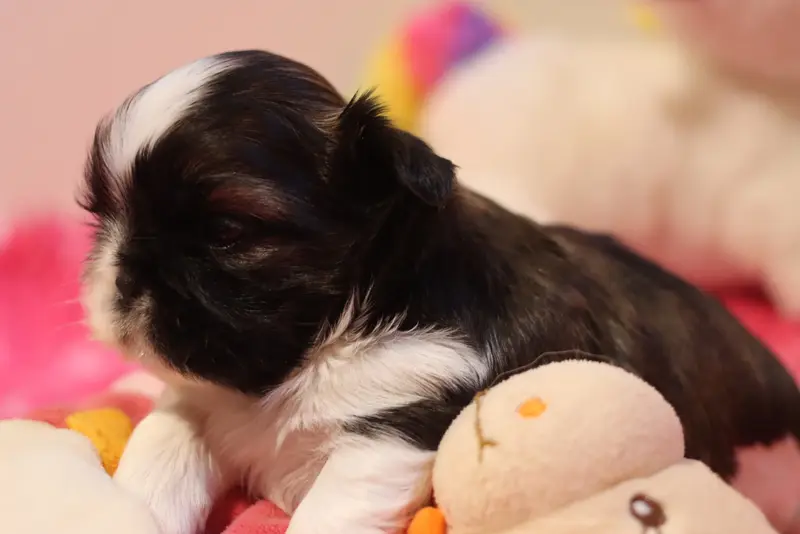 Portée de Shih tzu, élevage De la Ferme des Mottes