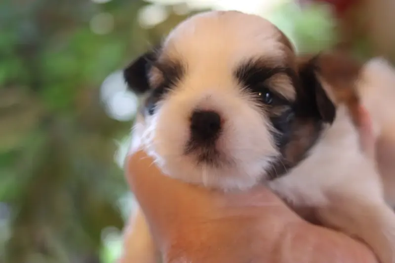 Bidule, Shih tzu, élevage De la Ferme des Mottes