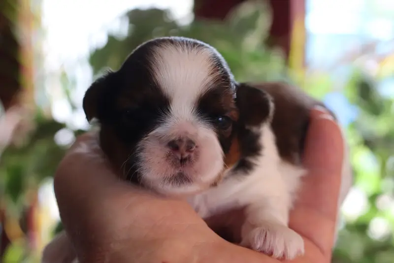 Portée de Shih tzu, élevage De la Ferme des Mottes