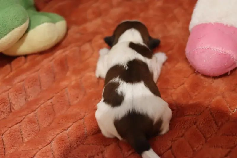 Portée de Shih tzu, élevage De la Ferme des Mottes