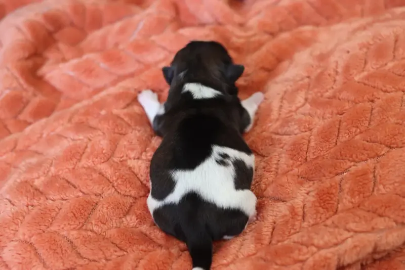 Portée de Shih tzu, élevage De la Ferme des Mottes
