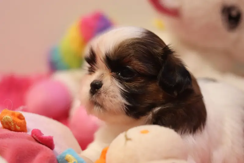 Biscotte, Shih tzu, élevage De la Ferme des Mottes
