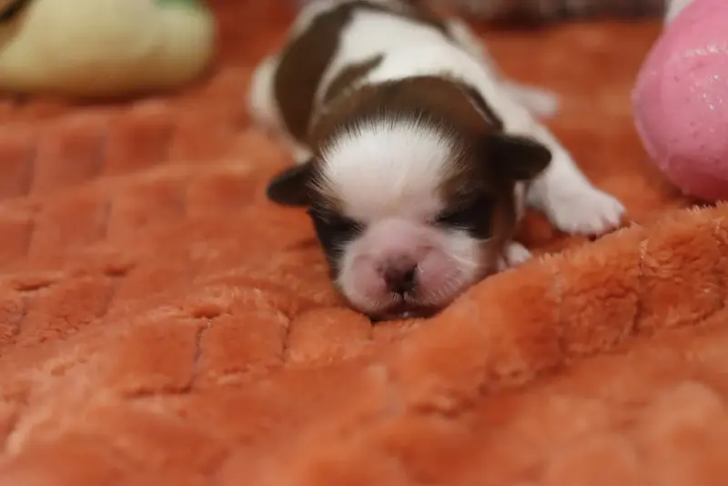 Britney, Shih tzu, élevage De la Ferme des Mottes