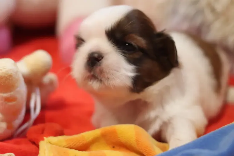 Ballo, Shih tzu, élevage De la Ferme des Mottes