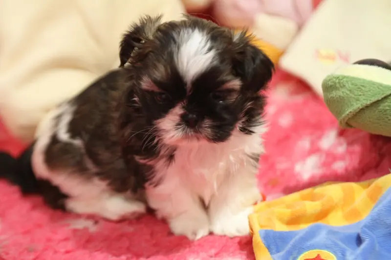 Portée de Shih tzu, élevage De la Ferme des Mottes