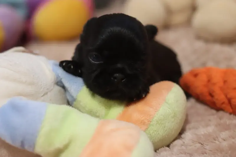 Portée de Shih tzu, élevage De la Ferme des Mottes