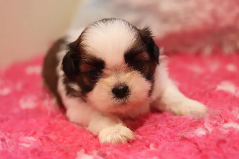 Barney, Shih tzu, élevage De la Ferme des Mottes