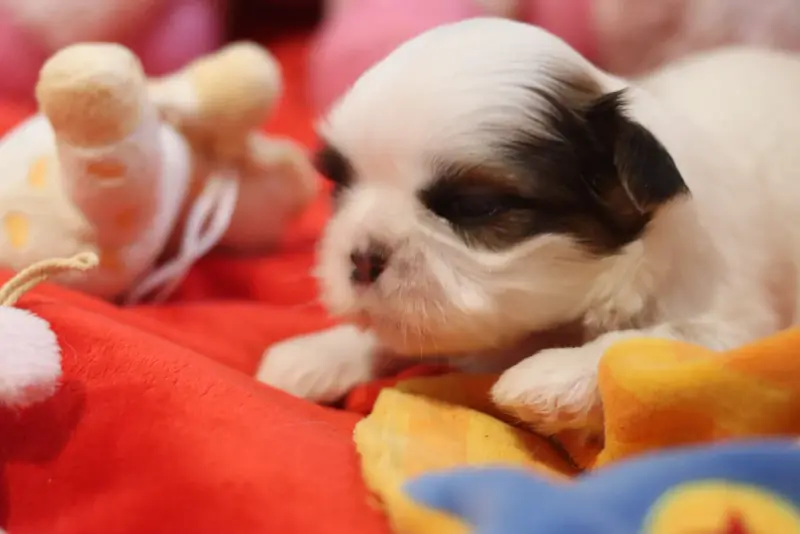 Bebe- Cannelé, Shih tzu, élevage De la Ferme des Mottes