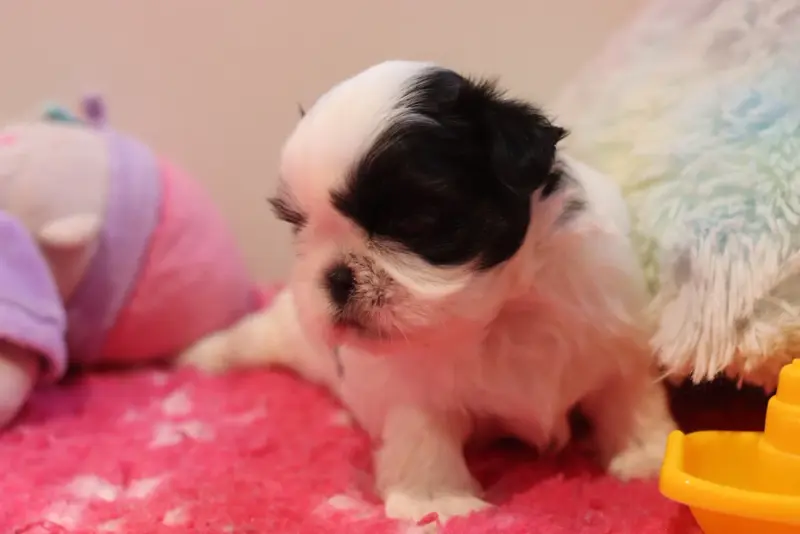Portée de Shih tzu, élevage De la Ferme des Mottes