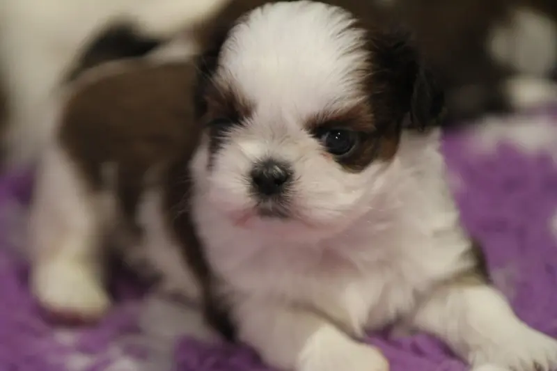 Portée de Shih tzu, élevage De la Ferme des Mottes