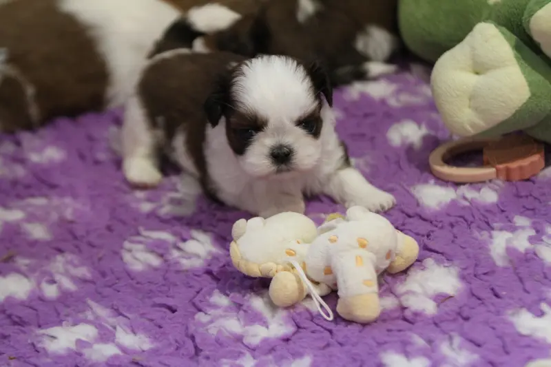 Portée de Shih tzu, élevage De la Ferme des Mottes