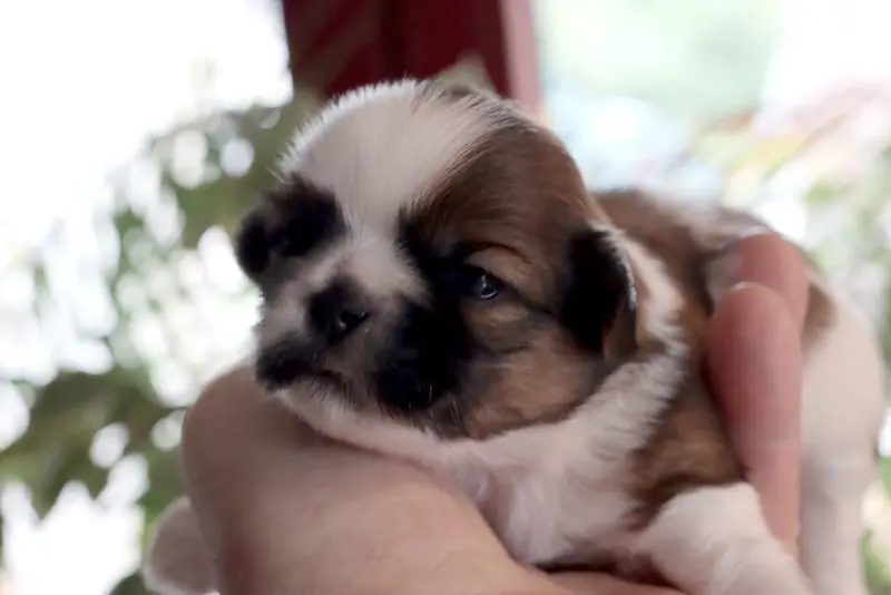 Portée de Shih tzu, élevage De la Ferme des Mottes