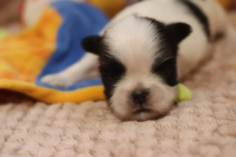 Portée de Shih tzu, élevage De la Ferme des Mottes