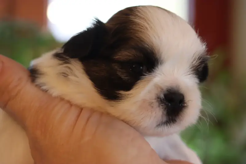 Biboo, Shih tzu, élevage De la Ferme des Mottes
