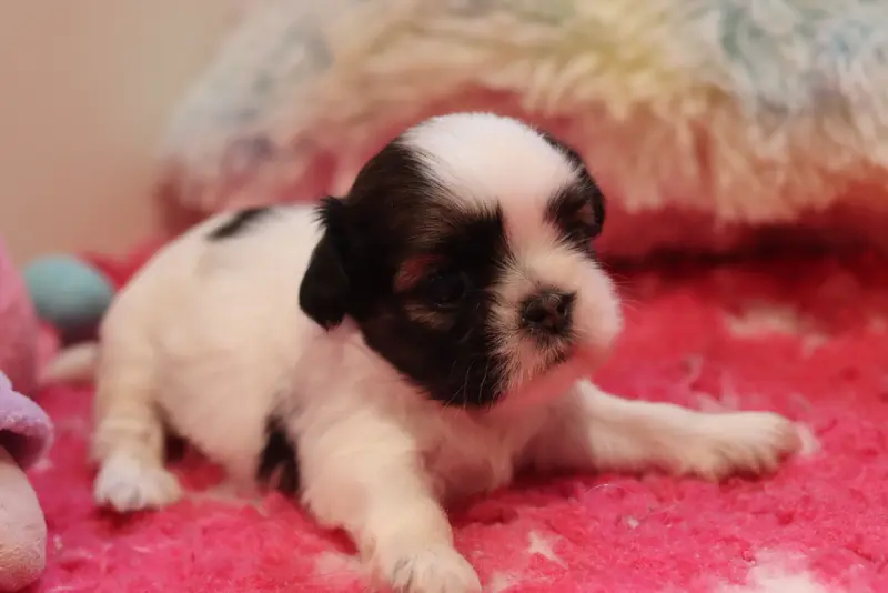 Portée de Shih tzu, élevage De la Ferme des Mottes