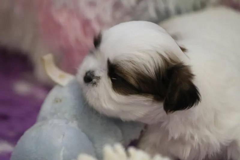 Portée de Shih tzu, élevage De la Ferme des Mottes