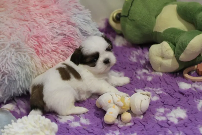 Portée de Shih tzu, élevage De la Ferme des Mottes