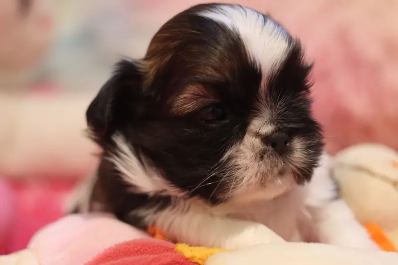 Portée de Shih tzu, élevage De la Ferme des Mottes