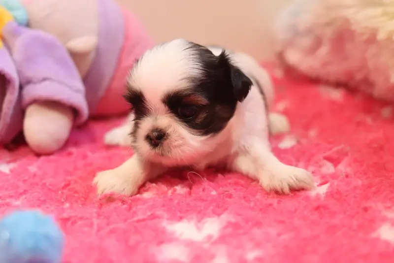Portée de Shih tzu, élevage De la Ferme des Mottes