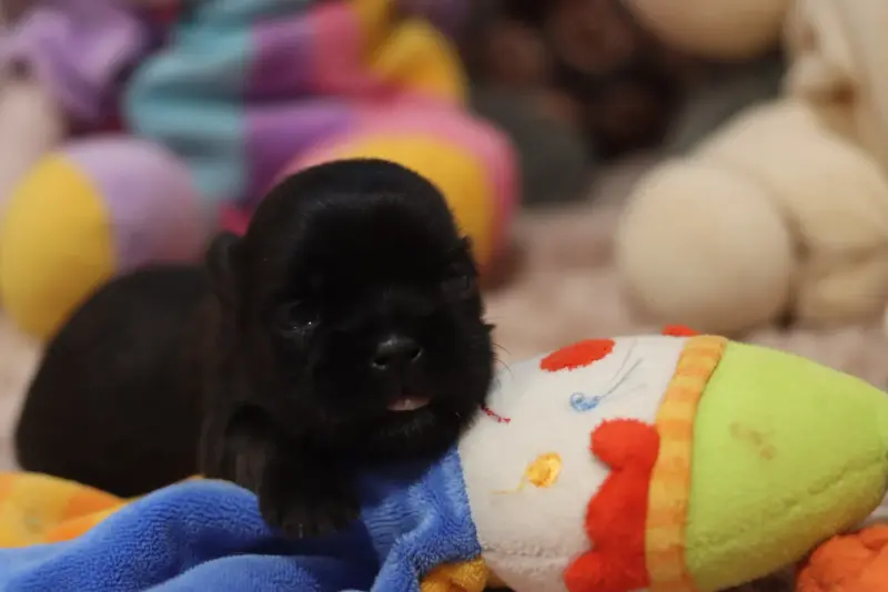 Portée de Shih tzu, élevage De la Ferme des Mottes