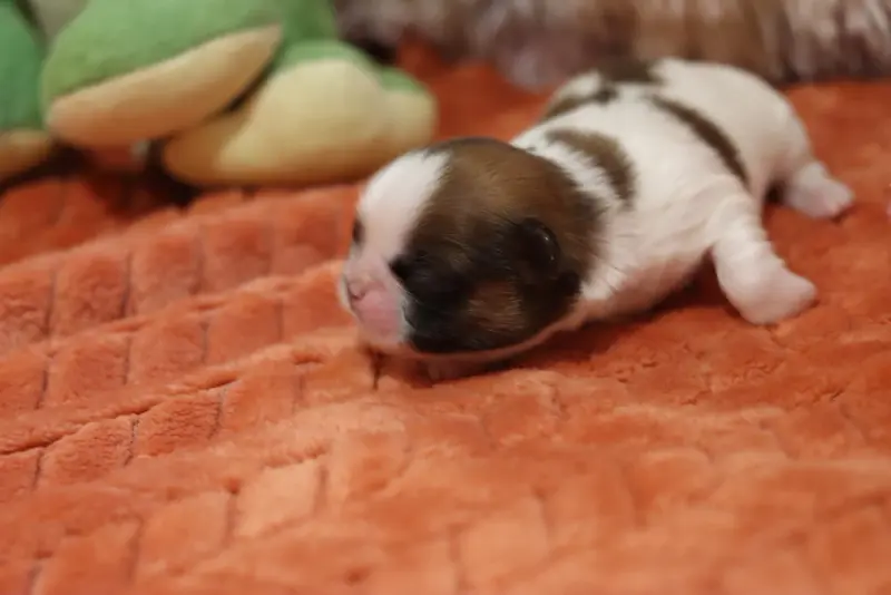 Portée de Shih tzu, élevage De la Ferme des Mottes