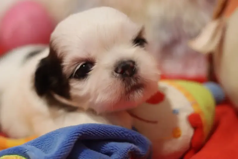 Bounty, Shih tzu, élevage De la Ferme des Mottes