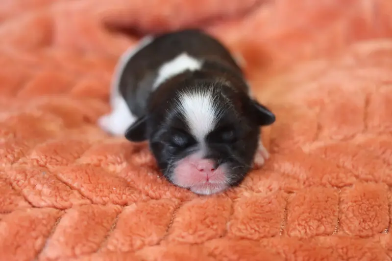 Portée de Shih tzu, élevage De la Ferme des Mottes