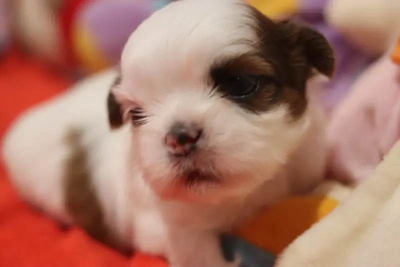Boris, Shih tzu, élevage De la Ferme des Mottes