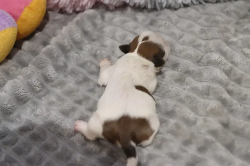 Portée de Shih tzu, élevage De la Ferme des Mottes