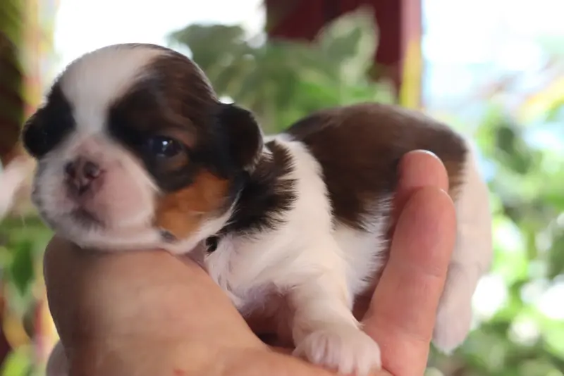 Portée de Shih tzu, élevage De la Ferme des Mottes
