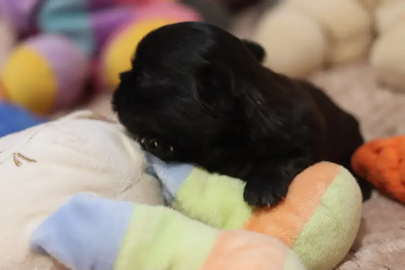 Portée de Shih tzu, élevage De la Ferme des Mottes
