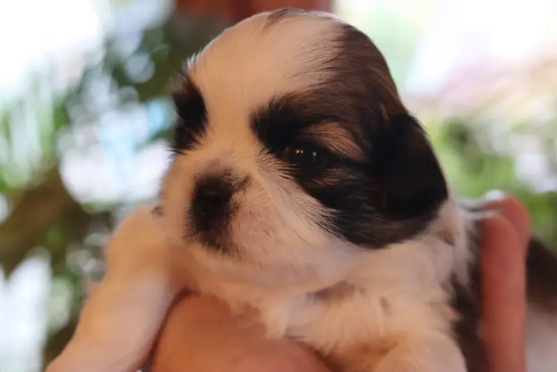 Portée de Shih tzu, élevage De la Ferme des Mottes