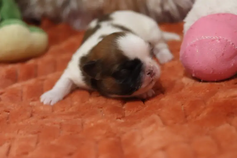 Portée de Shih tzu, élevage De la Ferme des Mottes
